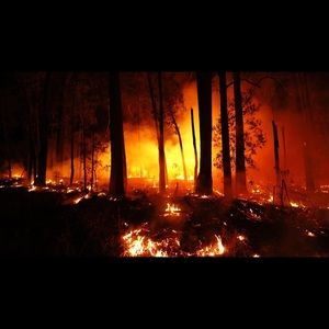 Australia wildfire relief